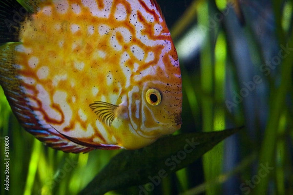 Fototapeta aquarium d'eau douce