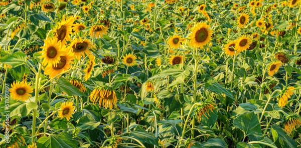 Obraz Sunflower garden