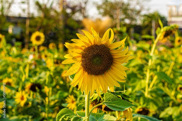 Obraz Sunflower garden