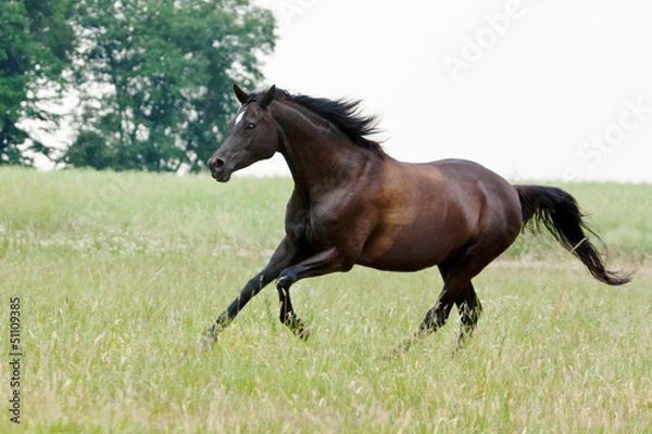 Fototapeta Trakehner Stute
