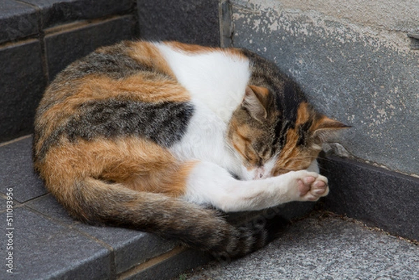 Obraz ぐっすり眠る野良猫