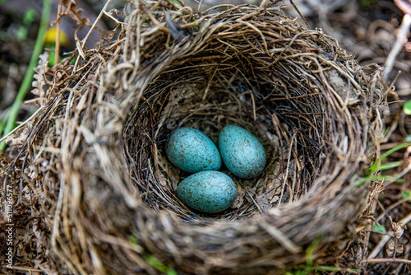 Obraz three bluish blackbird eggs in one nest.