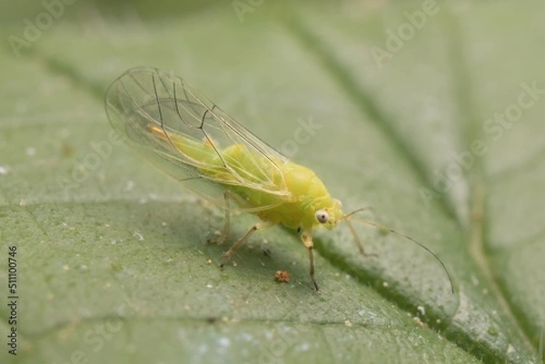 Obraz little green Psyllidae on a leaf