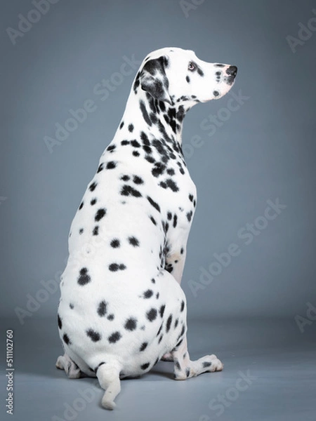 Fototapeta Dalmatian sitting in a photography studio