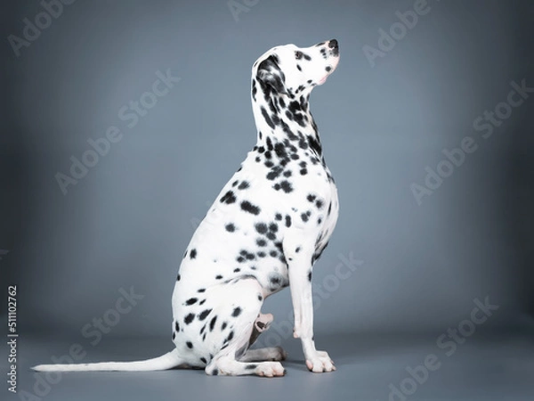 Obraz Dalmatian sitting in a photography studio