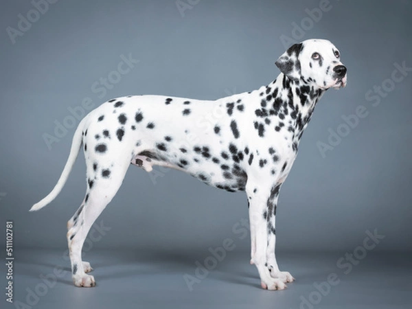 Fototapeta Damata standing in a photography studio