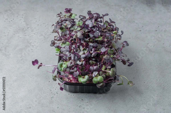 Obraz purple basil microgreen sprouts on gray background