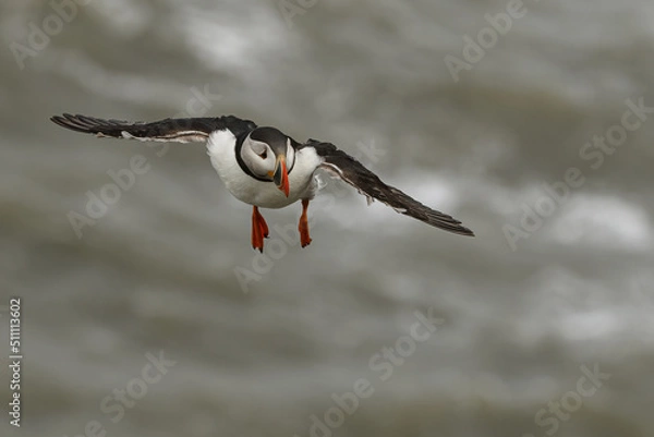 Fototapeta Puffin in Flight
