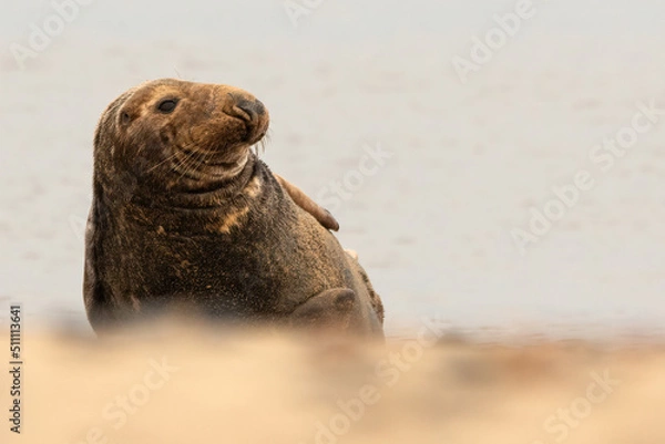 Obraz Bull Grey Seal