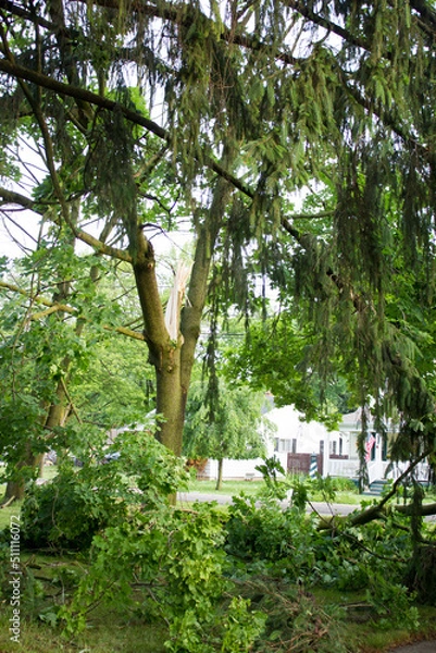 Obraz Storm damage to trees