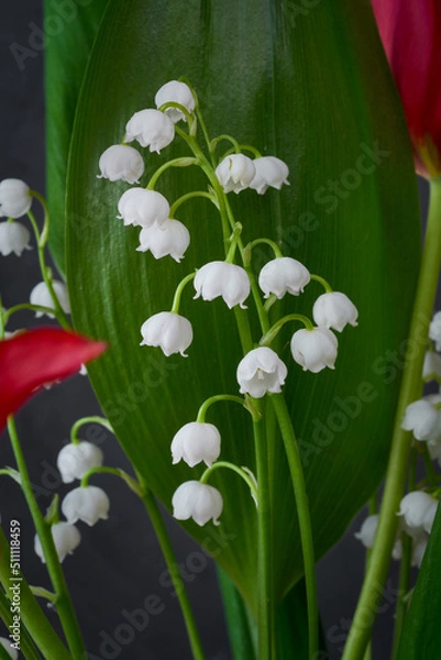Fototapeta Branch with lily of the valley flowers against the background of a fresh green lily of the valley leaf close-up.