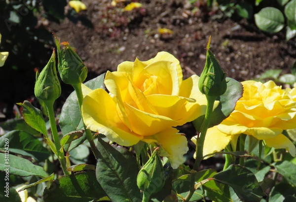 Obraz Yellow roses with a green background.