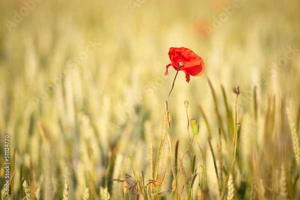 Obraz OLYMPUS DIGITAL CAMERA