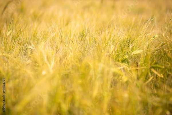 Obraz OLYMPUS DIGITAL CAMERA