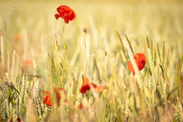 Obraz OLYMPUS DIGITAL CAMERA