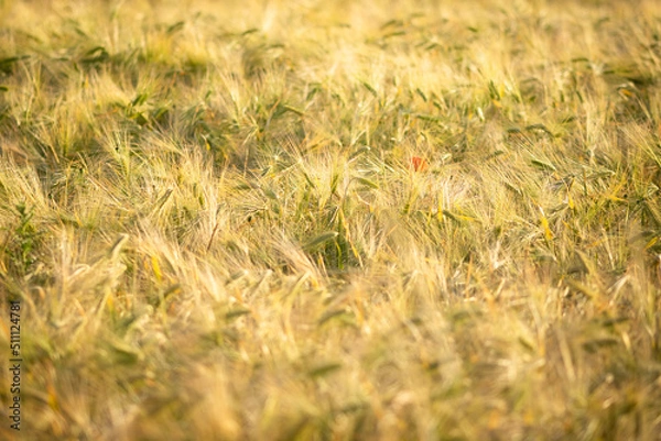 Obraz OLYMPUS DIGITAL CAMERA