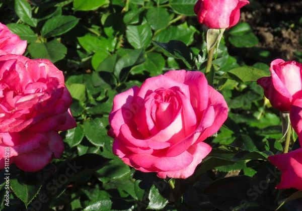 Obraz Pink roses against a green background.