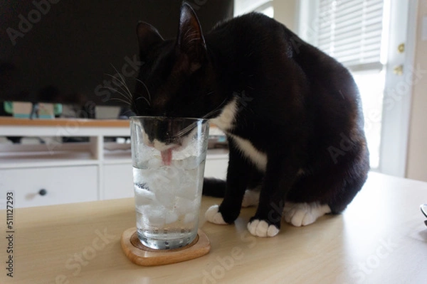 Obraz A cat drinking an ice water