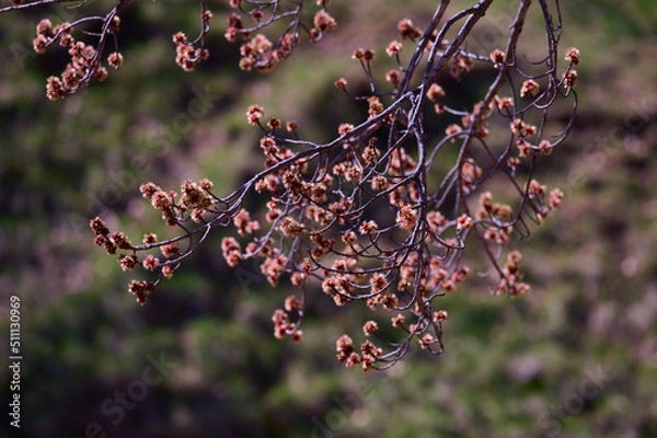 Obraz spring flowering trees