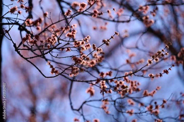 Obraz spring flowering trees