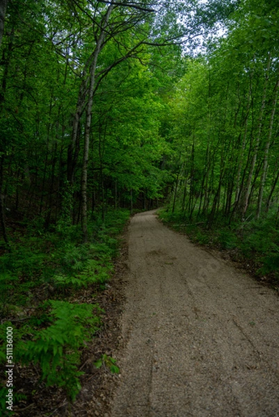 Obraz forest hiking trail