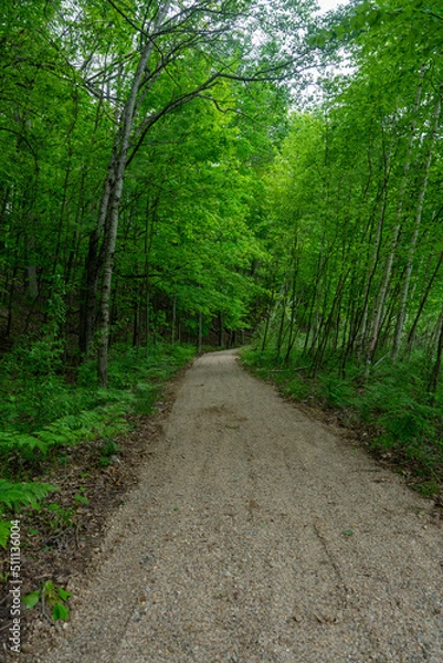 Obraz forest hiking trail