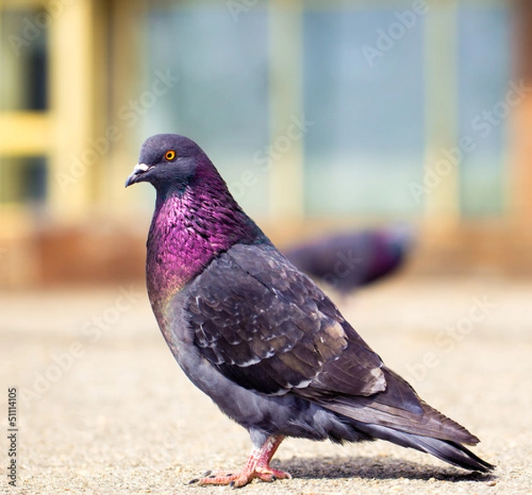 Obraz Lonely, glamorous pigeon