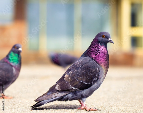 Obraz Beautiful, proud dove