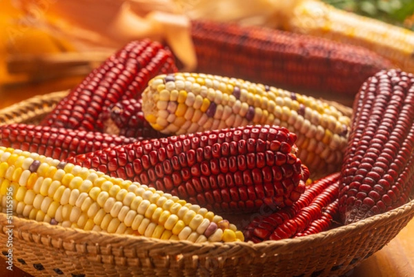 Fototapeta milho crioulo, alimento, natural, cru, guarani, amarelo, vermelho, agricultura, orgânico, milho vermelho, milho amarelo, espiga, palha, cesto.