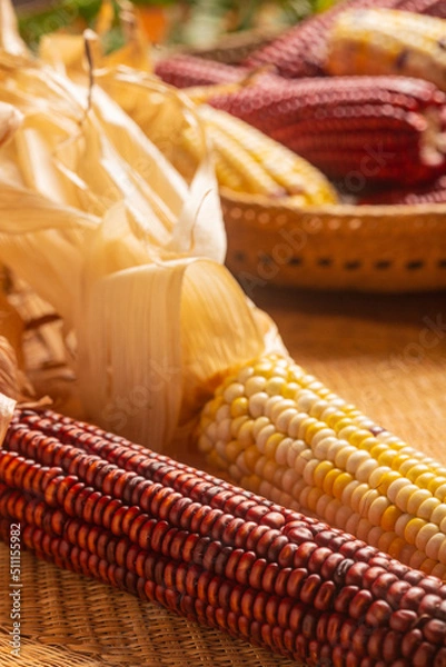 Fototapeta Milho Crioulo