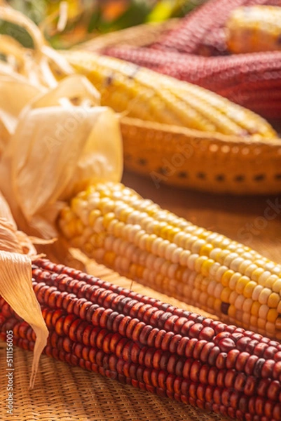 Fototapeta Milho Crioulo
