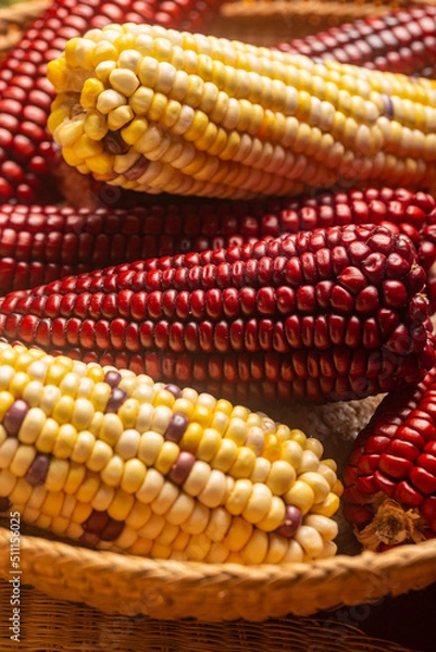 Fototapeta Milho Crioulo