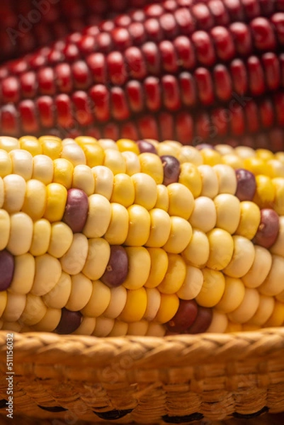 Fototapeta Milho Crioulo