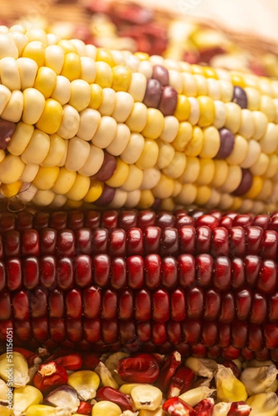 Fototapeta Milho Crioulo
