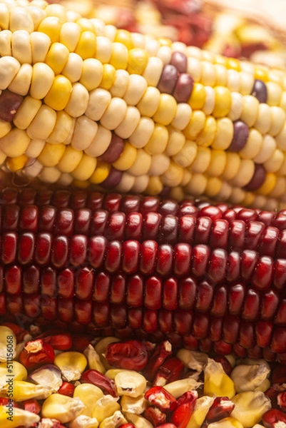 Fototapeta Milho Crioulo