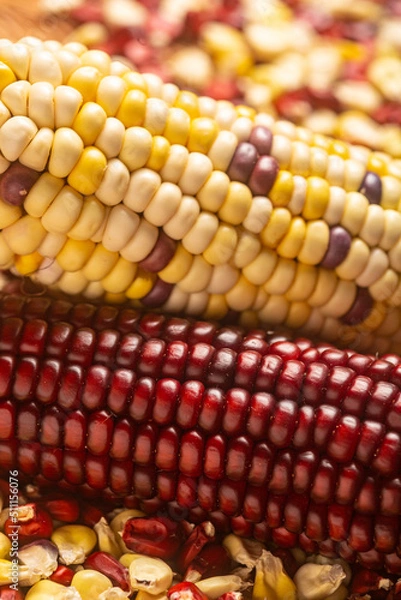 Fototapeta Milho Crioulo
