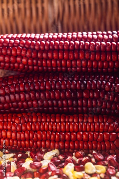 Fototapeta Milho Crioulo