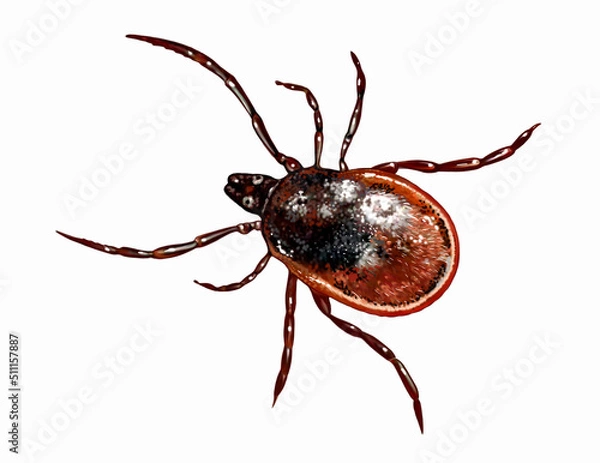 Fototapeta Tick, suborder Metastigmata (Ixodida, Ixodidae)