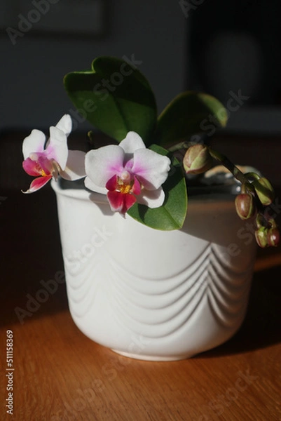 Obraz Orchidee im Topf