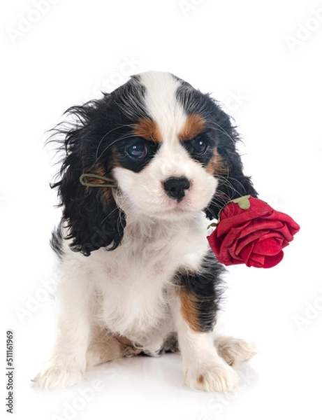 Obraz cavalier king charles