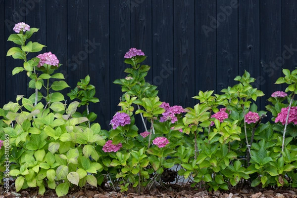 Obraz 梅雨あじさい