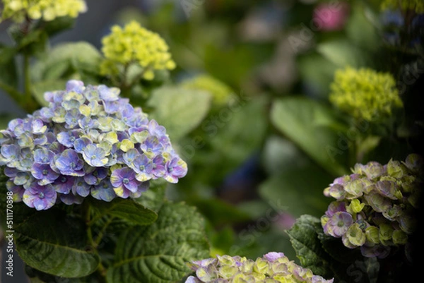 Obraz 梅雨あじさい