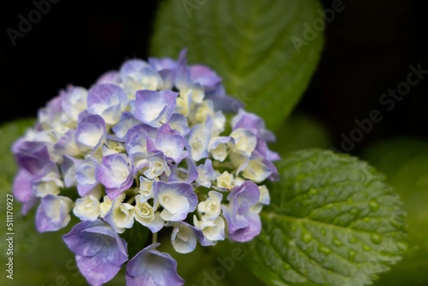 Obraz 梅雨あじさい