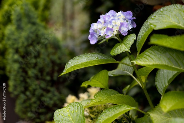 Obraz 梅雨あじさい