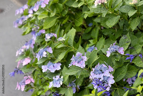 Obraz 梅雨あじさい