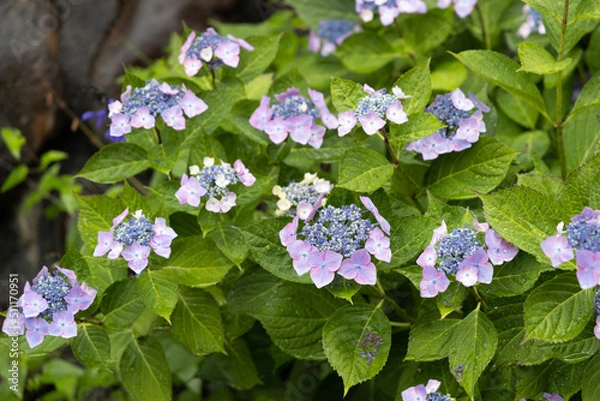 Obraz 梅雨あじさい