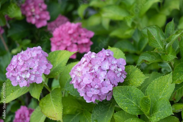 Obraz 梅雨あじさい