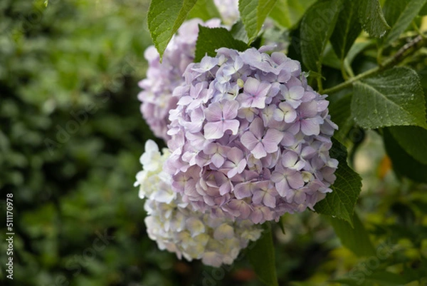 Obraz 梅雨あじさい