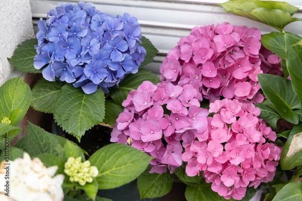 Obraz 梅雨あじさい