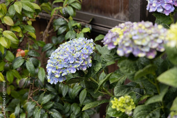 Obraz 梅雨あじさい